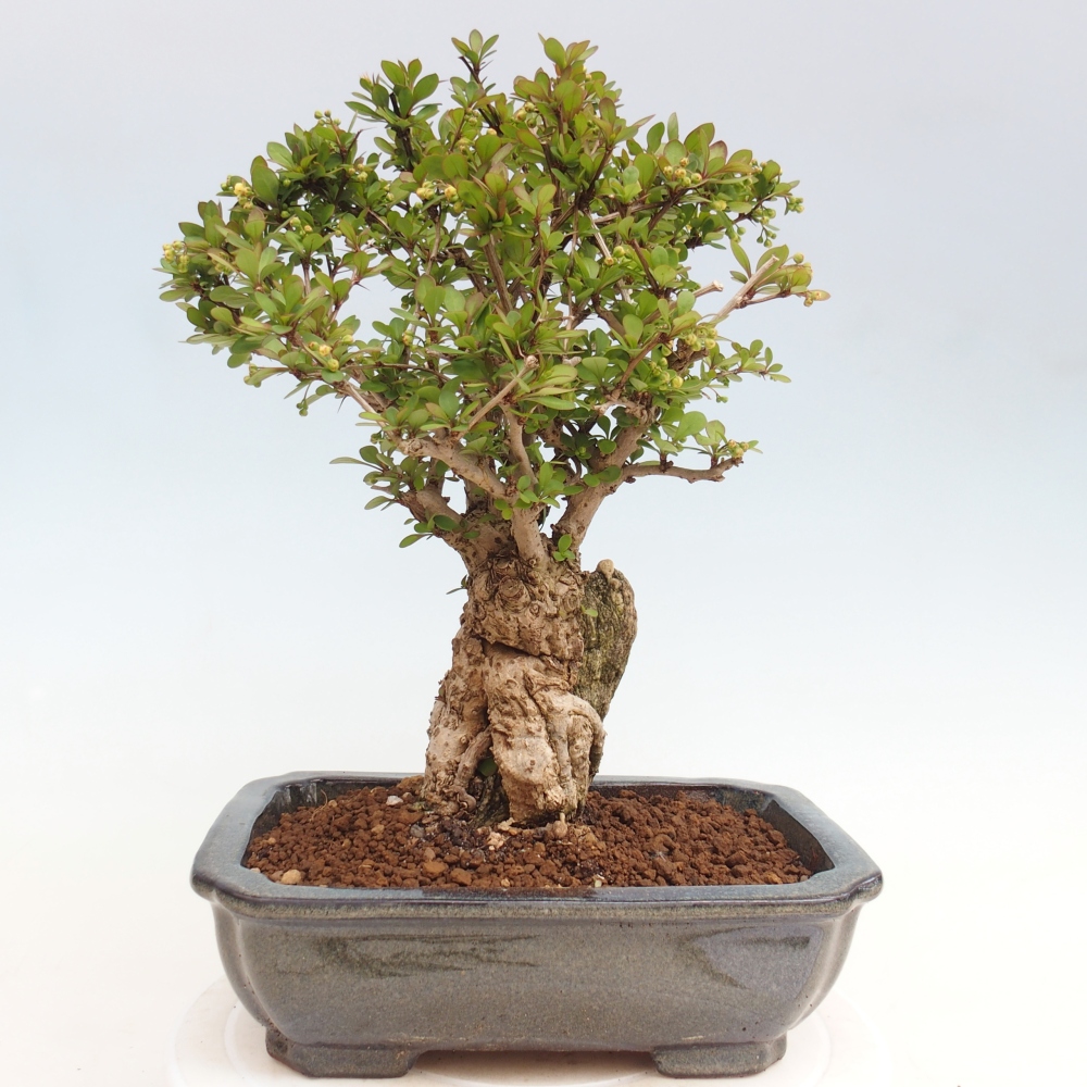 Bonsai zewnętrzne - Berberis coreana