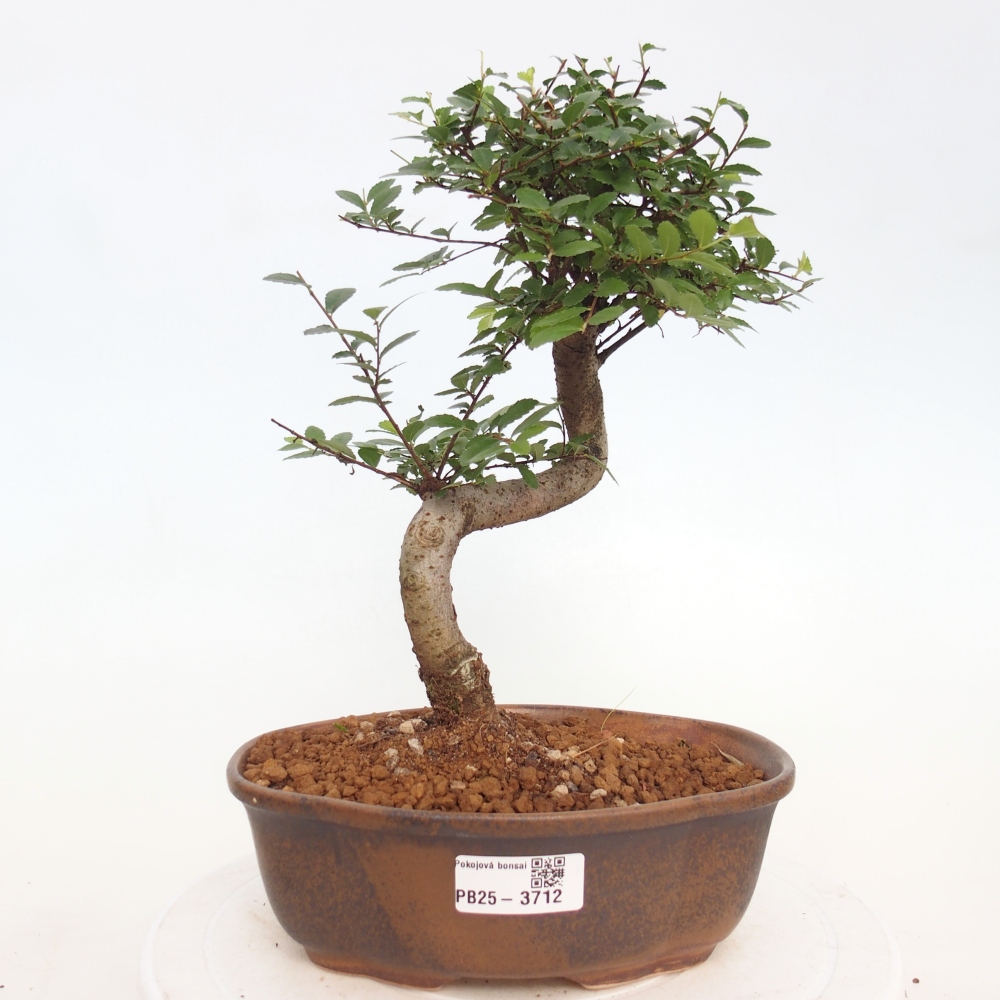 Pokój bonsai - Ulmus parvifolia - Wiąz drobnolistny