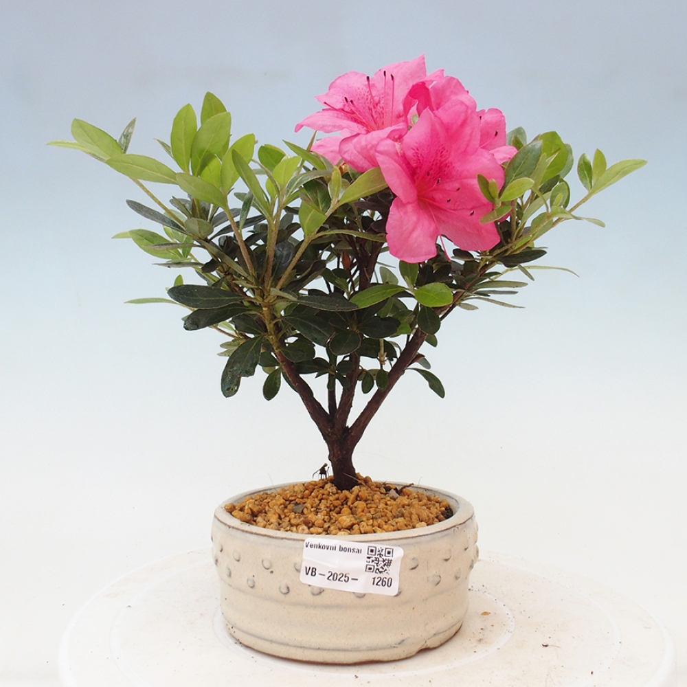 Bonsai zewnętrzne - Azalia japońska - Azalea sp.