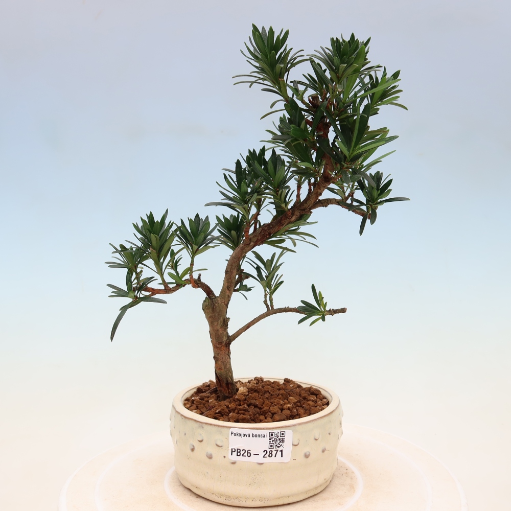 Pokój bonsai - Podocarpus - Kamienny cis