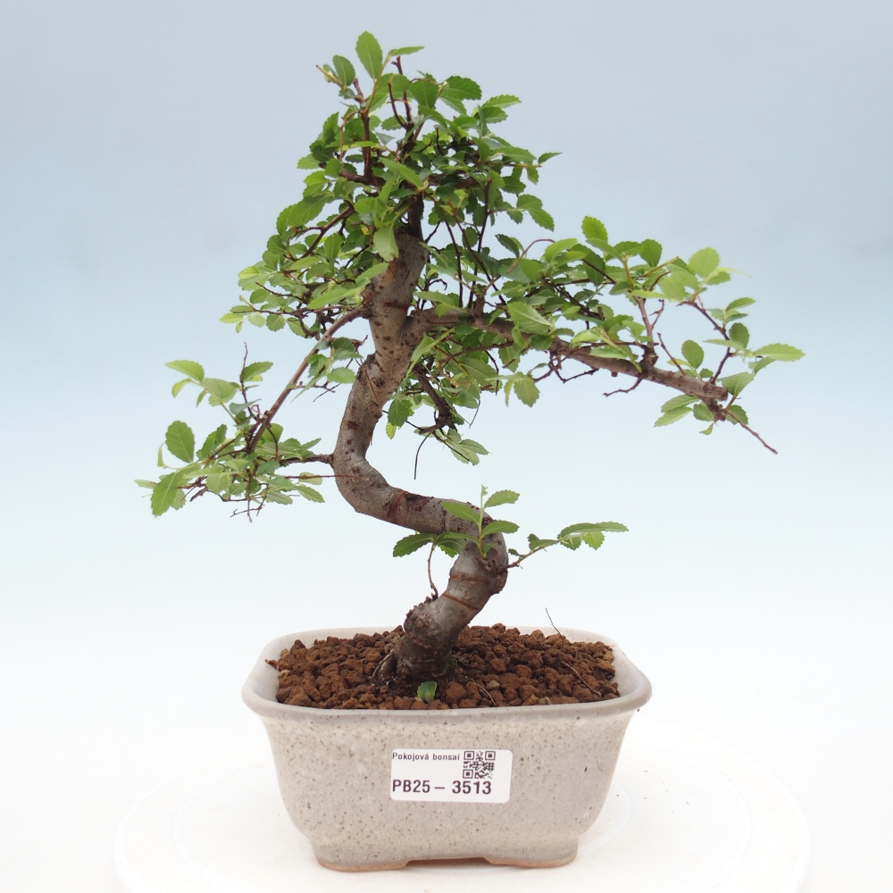 Pokój bonsai - Ulmus parvifolia - Wiąz drobnolistny