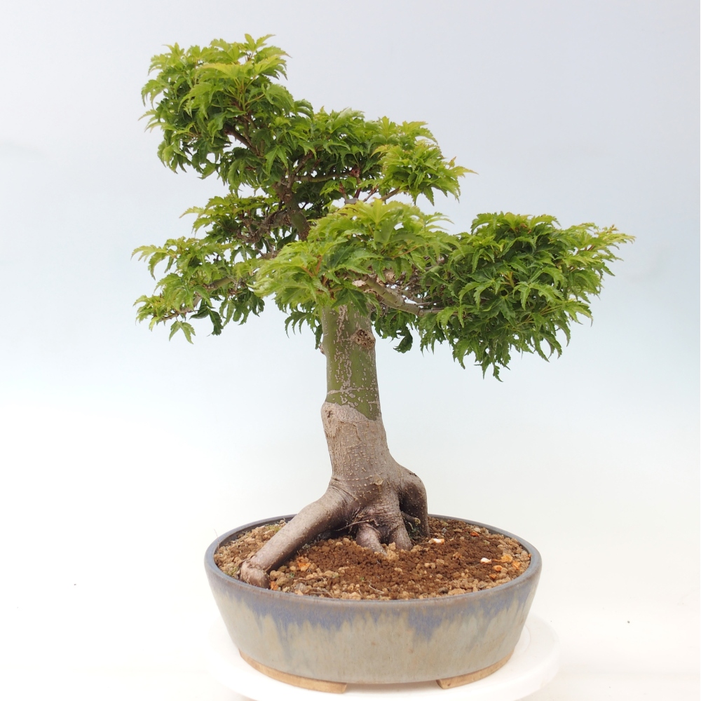 Outdoor bonsai - palma jaworowa Acer palmatum Shishigashira