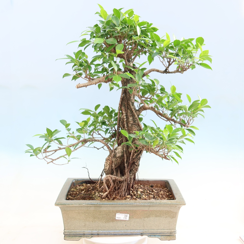 Pokój bonsai - Ficus kimmen - figowiec drobnolistny