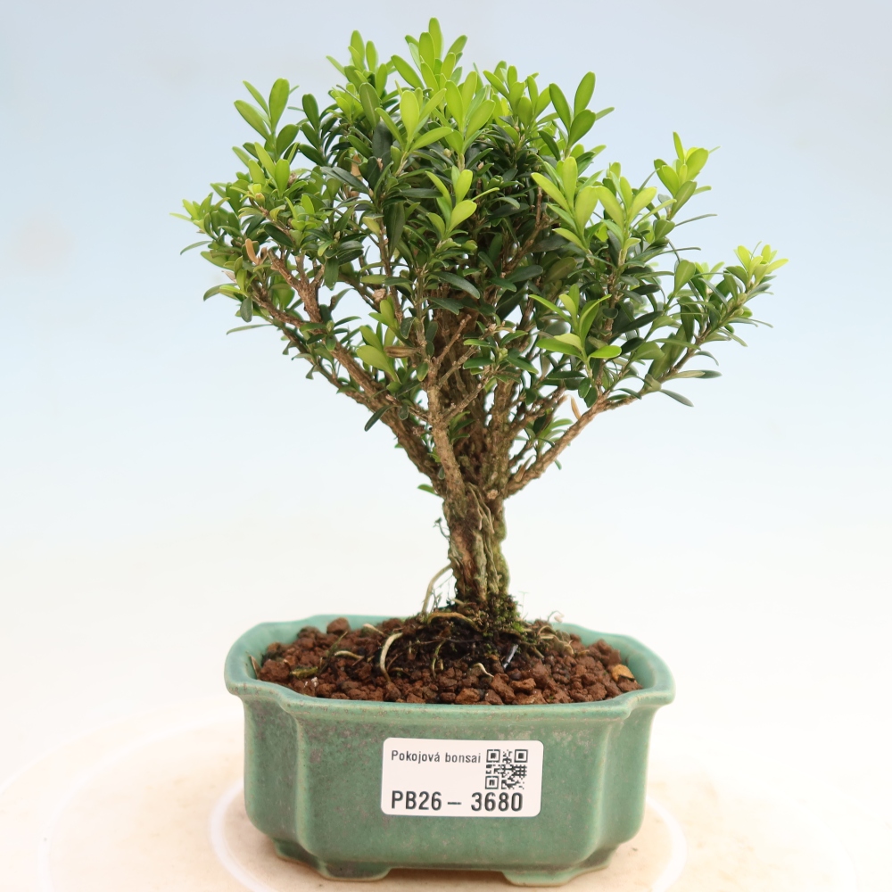 Pokój bonsai - Buxus harlandii - buxus korkowy