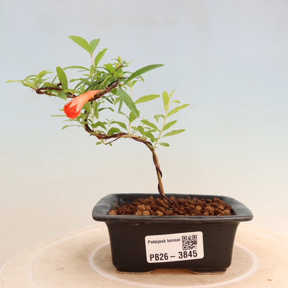 Pokój bonsai - PUNICA granatum nana - jabłko granatu