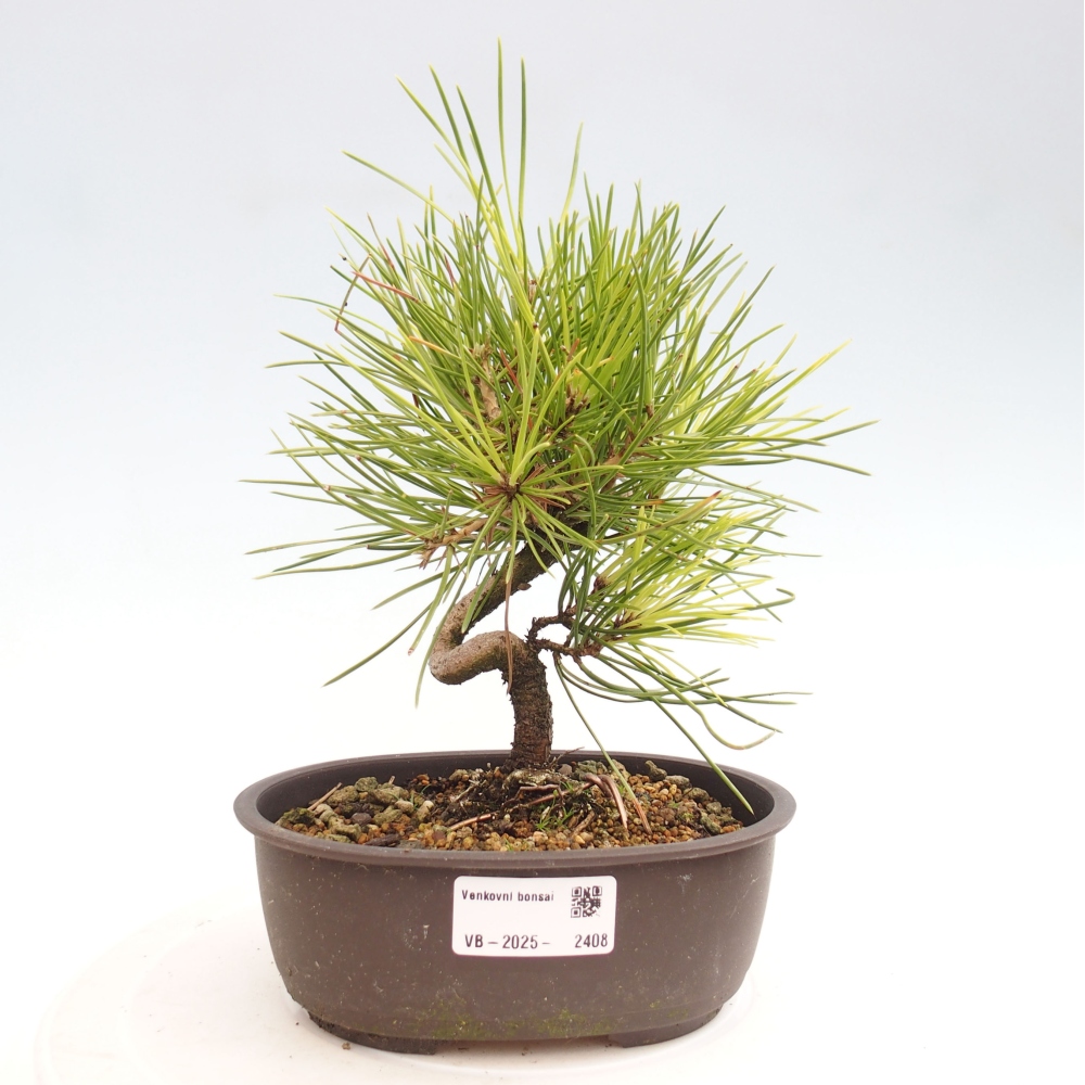 Bonsai ogrodowe - Pinus thunbergii - Sosna Thunbergia