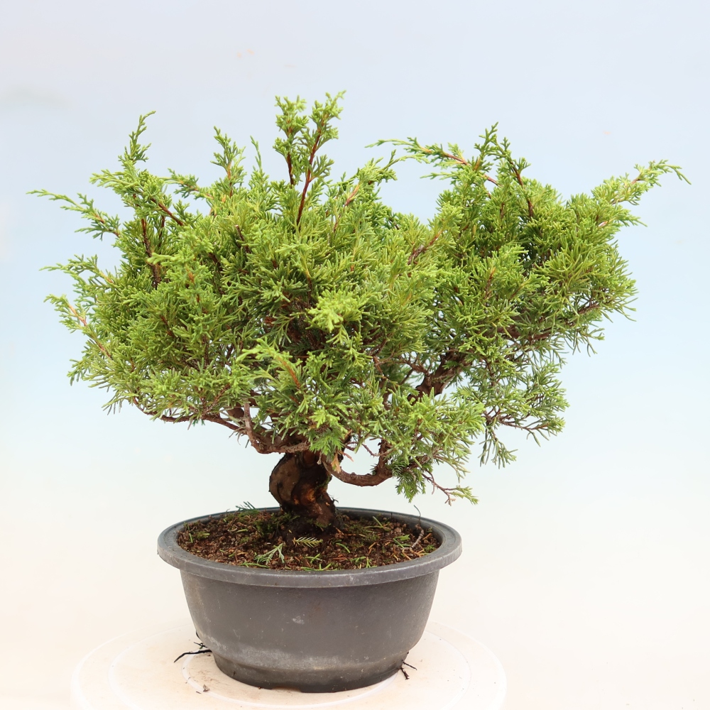 Bonsai ogrodowe – Juniperus chinensis Itoigawa – jałowiec chiński