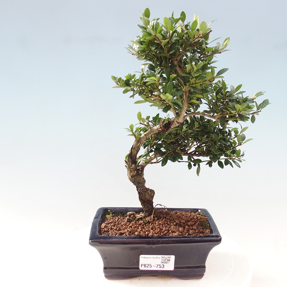 Kryty bonsai - Ilex crenata - Holly
