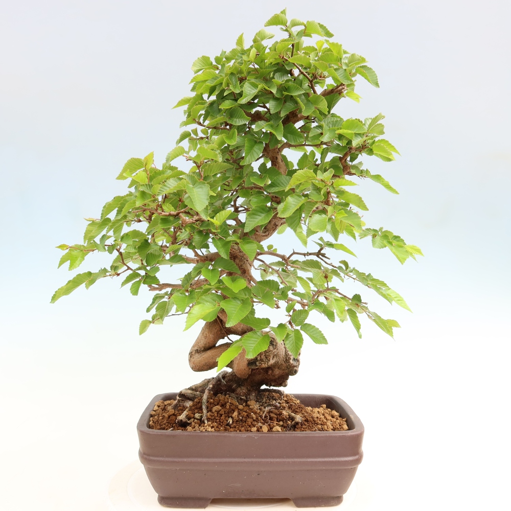 Outdoor bonsai - Carpinus coreana - grab koreański