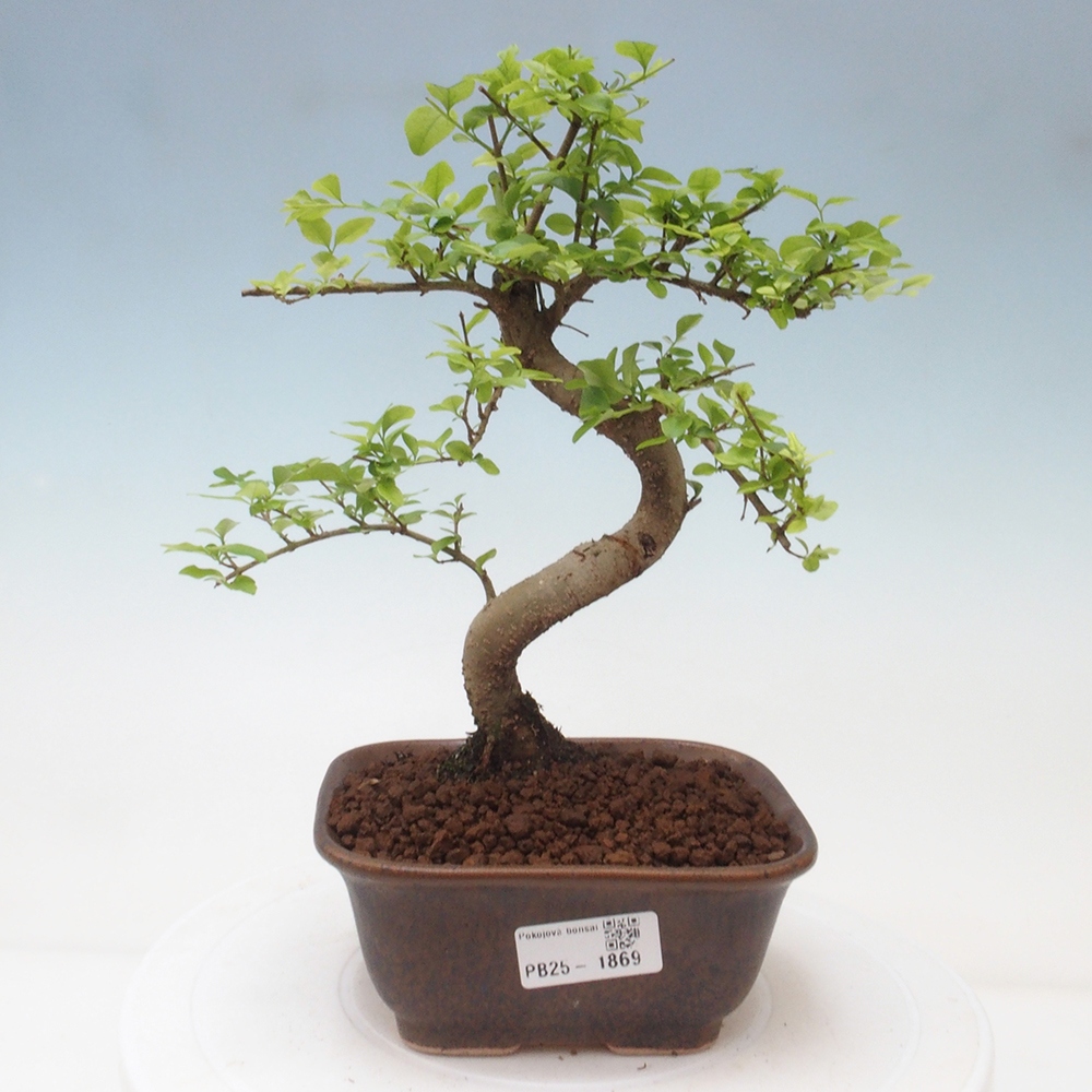 Indoor bonsai -Ligustrum chinensis - dziób ptaka