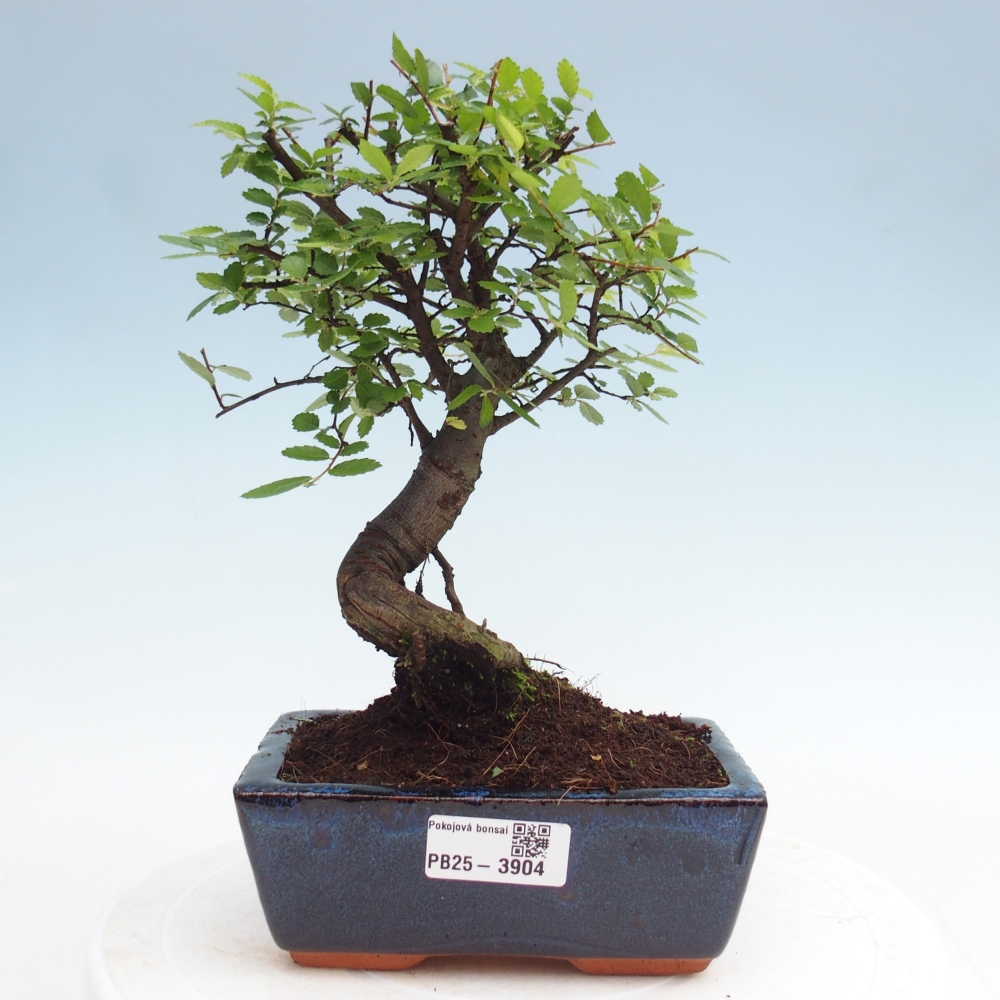 Pokój bonsai - Ulmus parvifolia - Wiąz drobnolistny