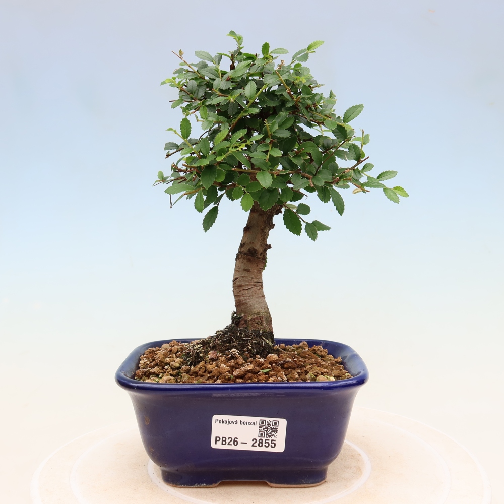 Pokój bonsai - Ulmus parvifolia - Wiąz drobnolistny