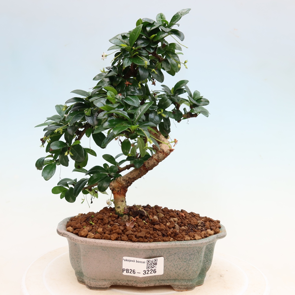 Bonsai pokojowe - Carmona macrophylla - Tea fuki
