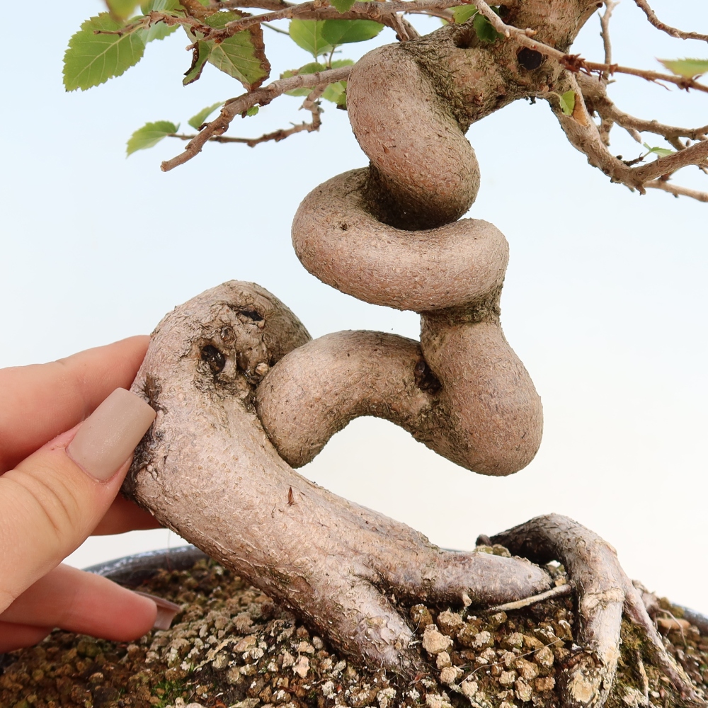 Outdoor bonsai - Carpinus CARPINOIDES - grab koreański