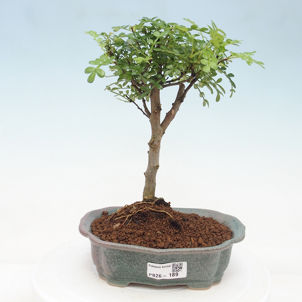 Pokój bonsai - Zantoxylum piperitum - drzewo pieprzowe