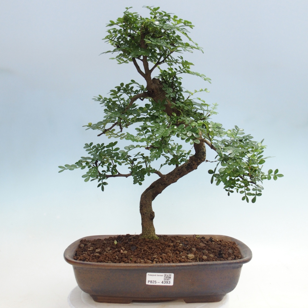 Pokój bonsai - Zantoxylum piperitum - drzewo pieprzowe