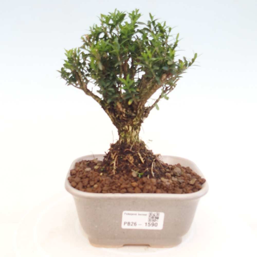 Pokój bonsai - Buxus harlandii - buxus korkowy