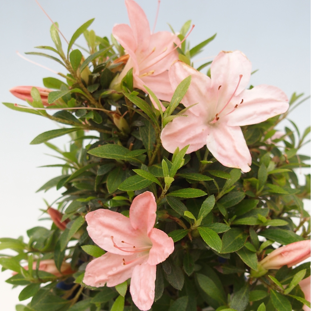Bonsai ogrodowe - azalia japońska - Azalea Nikko