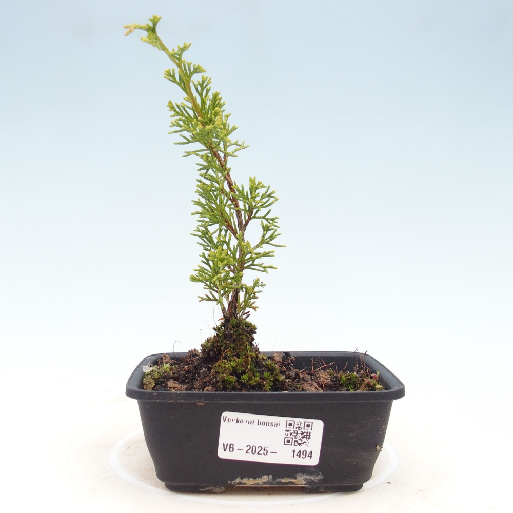 Outdoor bonsai - Juniperus chinensis Itoigawa - Jałowiec chiński