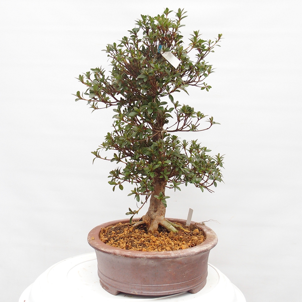 Bonsai zewnętrzne - Azalia japońska - Azalia Hanatsuzuri