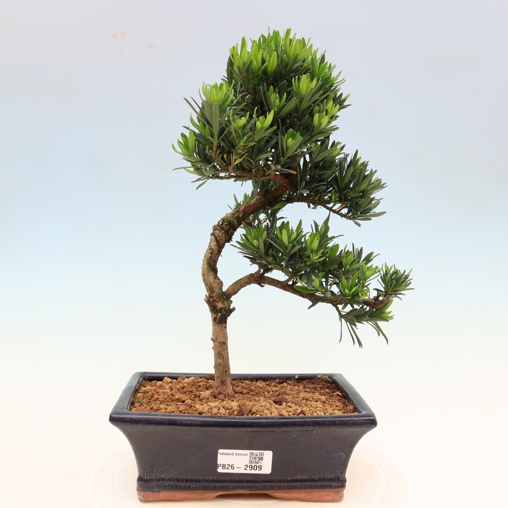 Pokój bonsai - Podocarpus - Kamienny cis