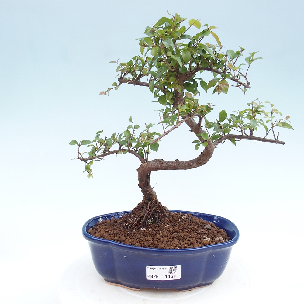 Bonsai wewnętrzne - Sagerécie thea - Sagerécie thea