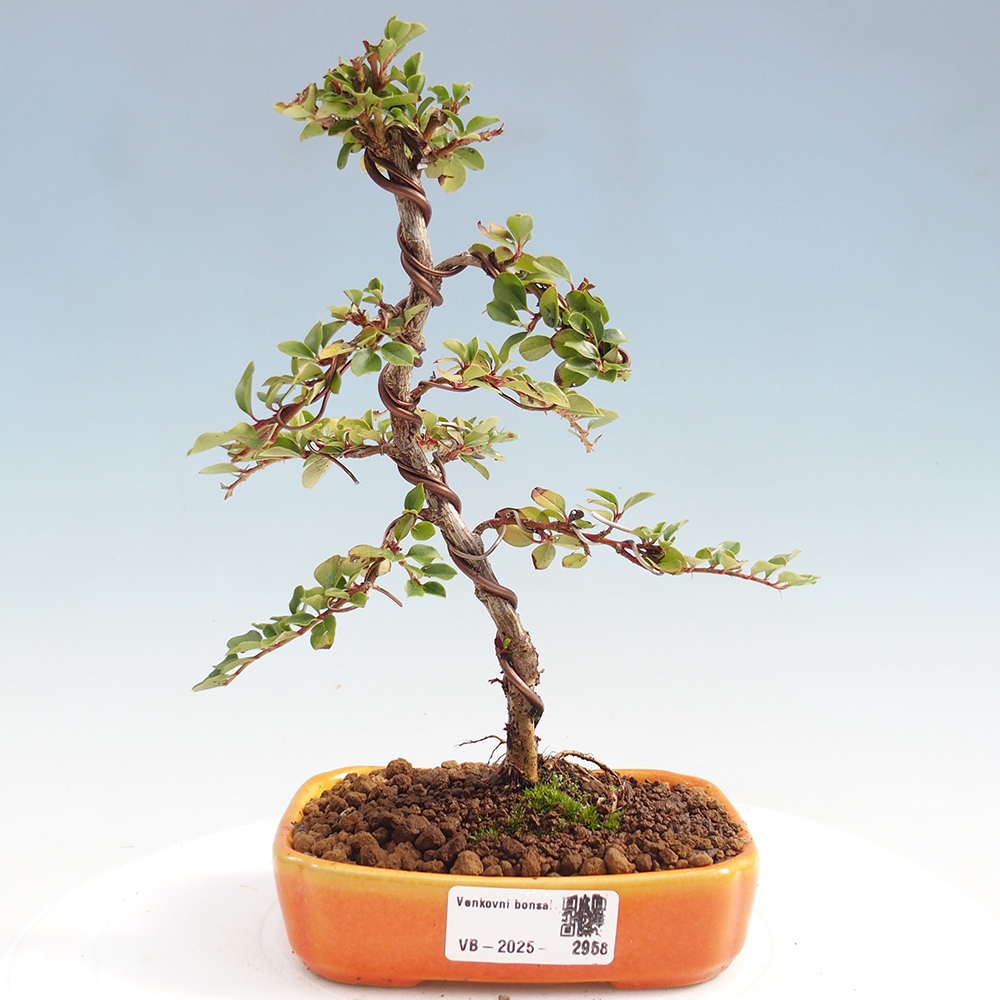 Plenerowe bonsai - Irga pozioma - Drzewo skalne