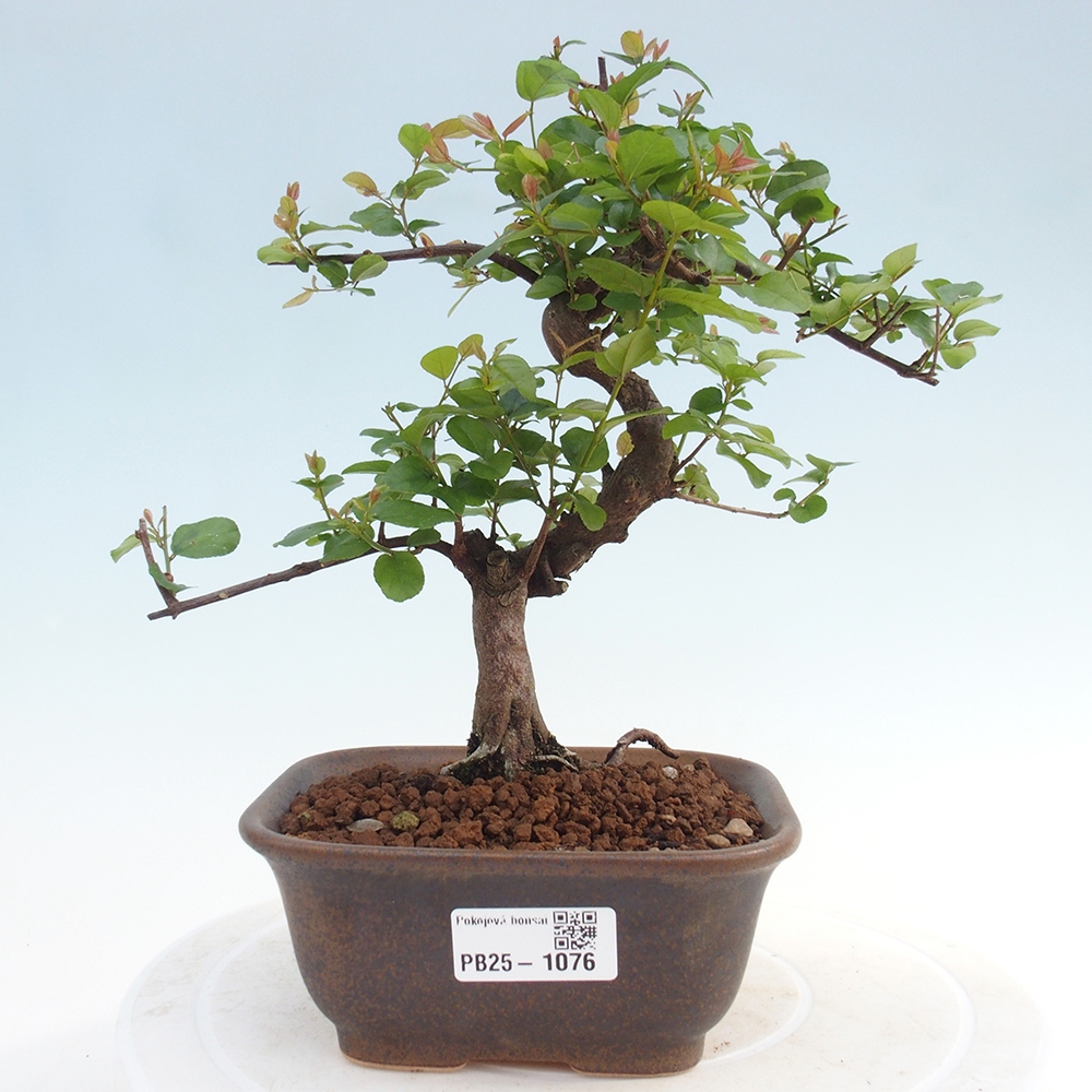 Kryty bonsai - Sagerécie thea - Sagerécie thea