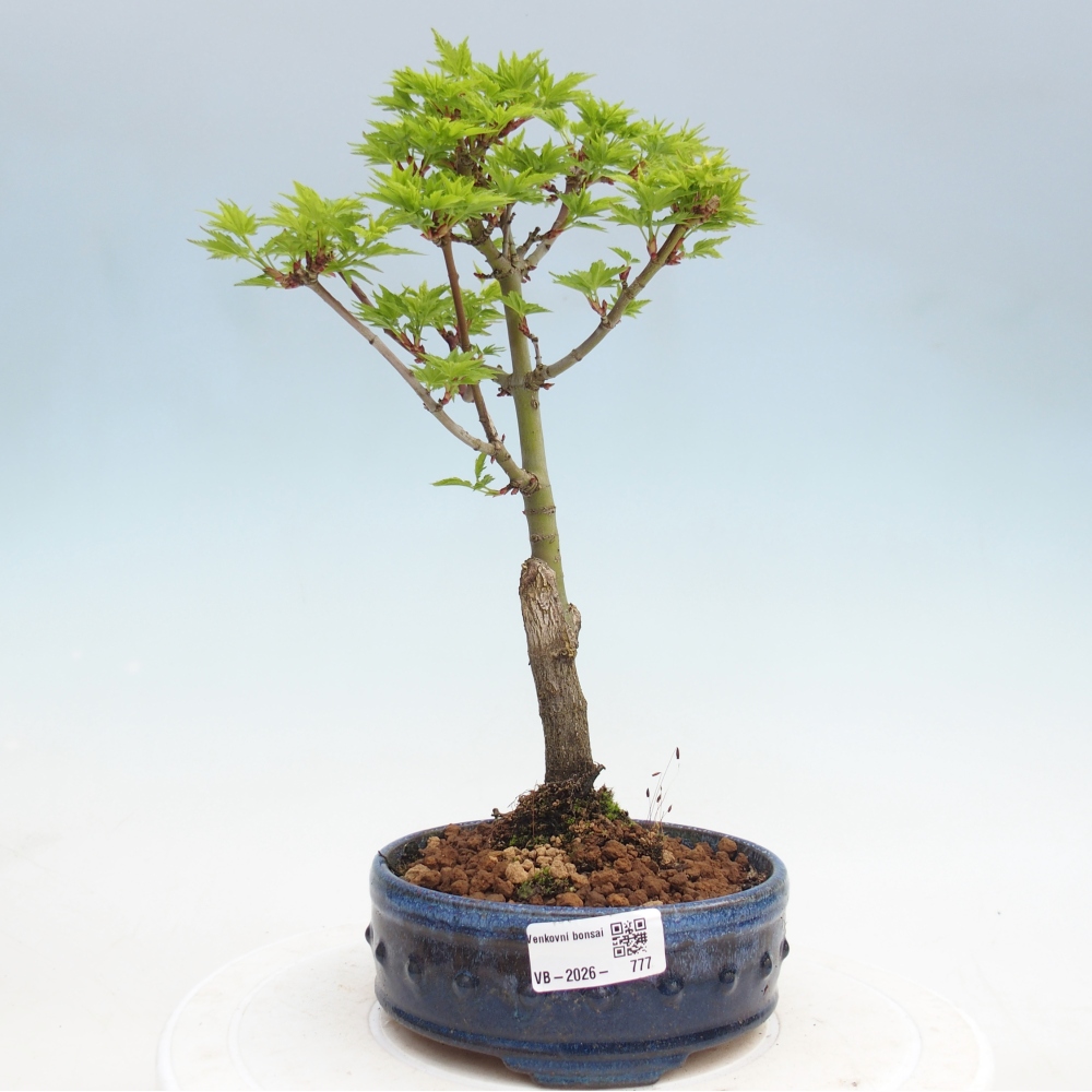 Outdoor bonsai - palma jaworowa Acer palmatum Shishigashira