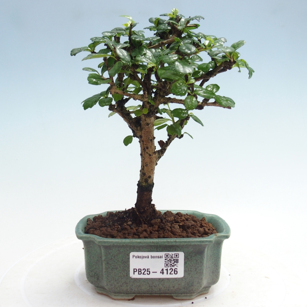 Bonsai pokojowe - Carmona macrophylla - Tea fuki