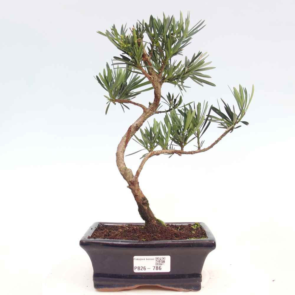 Pokój bonsai - Podocarpus - Kamienny cis