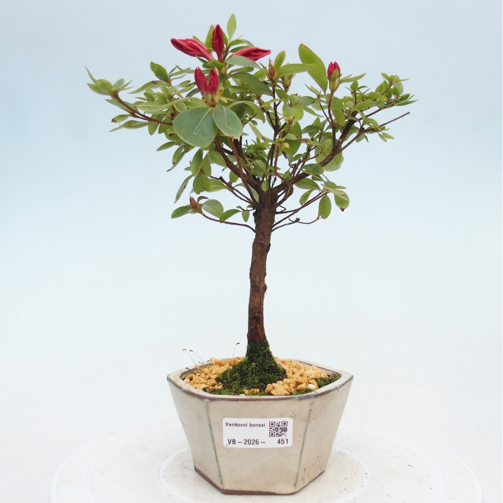 Outdoor bonsai - Azalia japońska - Azalea sp.