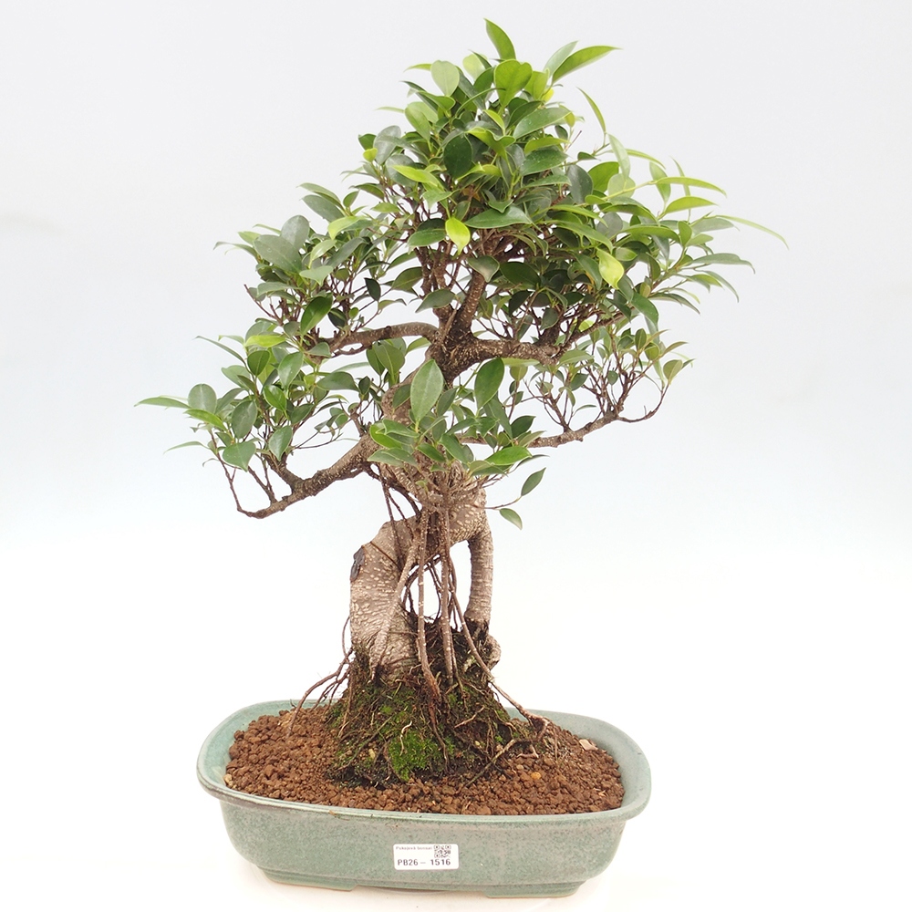 Pokój bonsai - Ficus kimmen - figowiec drobnolistny