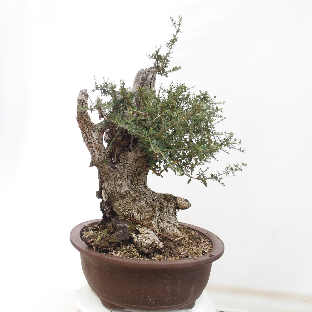Kryte bonsai - Olea europaea sylvestris - Europejska oliwa z małych liści