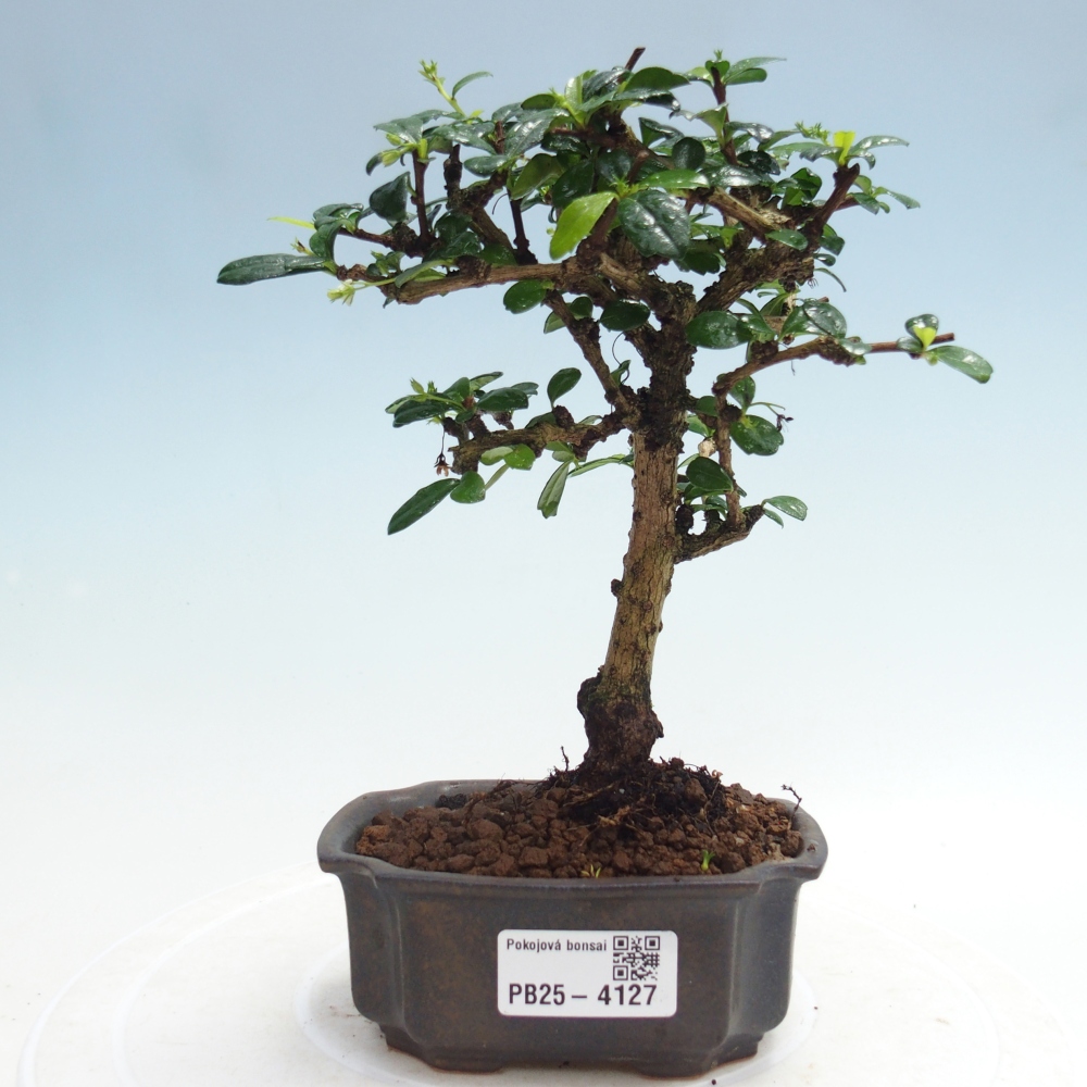 Bonsai pokojowe - Carmona macrophylla - Tea fuki