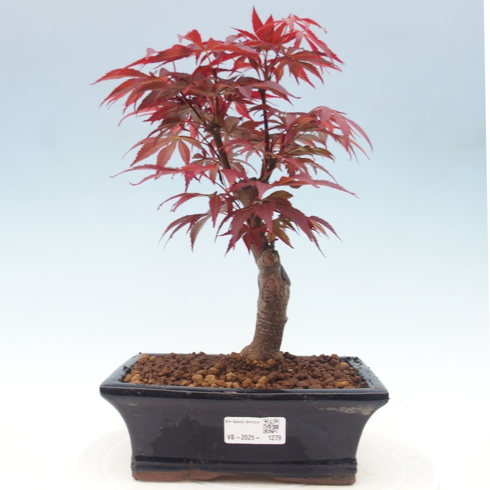 Bonsai zewnętrzne - palma Acer. Klon Atropurpureum-Palmleaf
