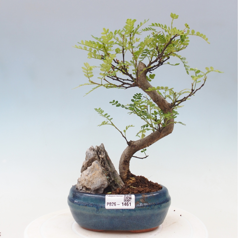 Pokój bonsai - Zantoxylum piperitum - drzewo pieprzowe