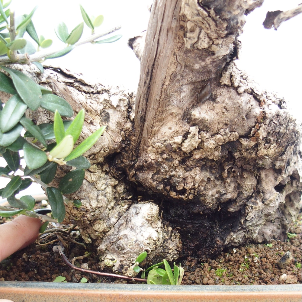 Kryte bonsai - Olea europaea sylvestris - Europejska oliwa z małych liści
