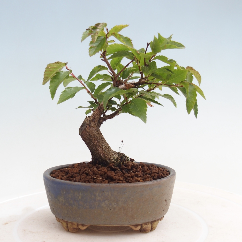 Na zewnątrz bonsai-Karpiny KARPINOWE - Koreański Grab