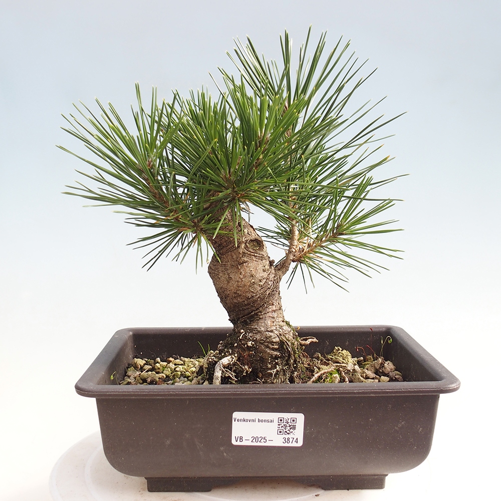Outdoor bonsai - Pinus thunbergii - sosna Thunberga