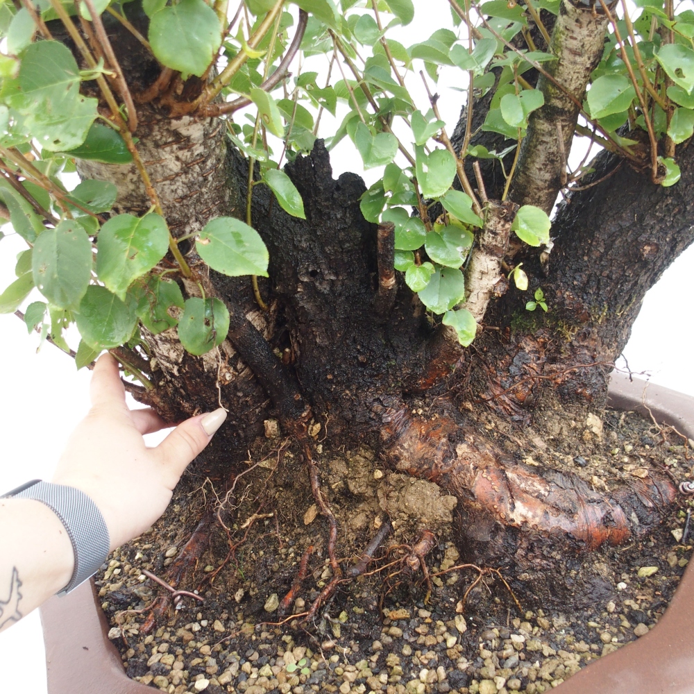 Bonsai na zewnątrz - Mahalebka - Prunus mahaleb