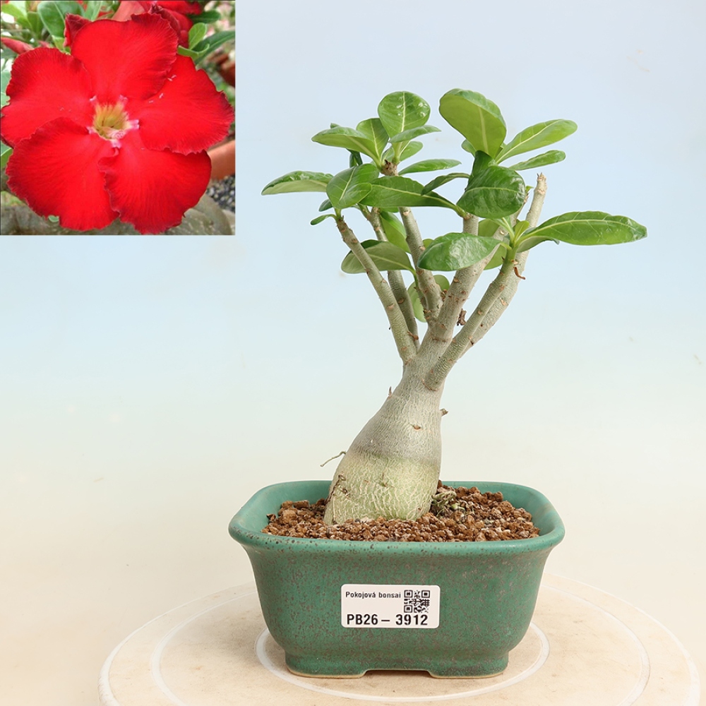 Bonsai pokojowe – Adenium obesum Red Star – Róża pustynna
