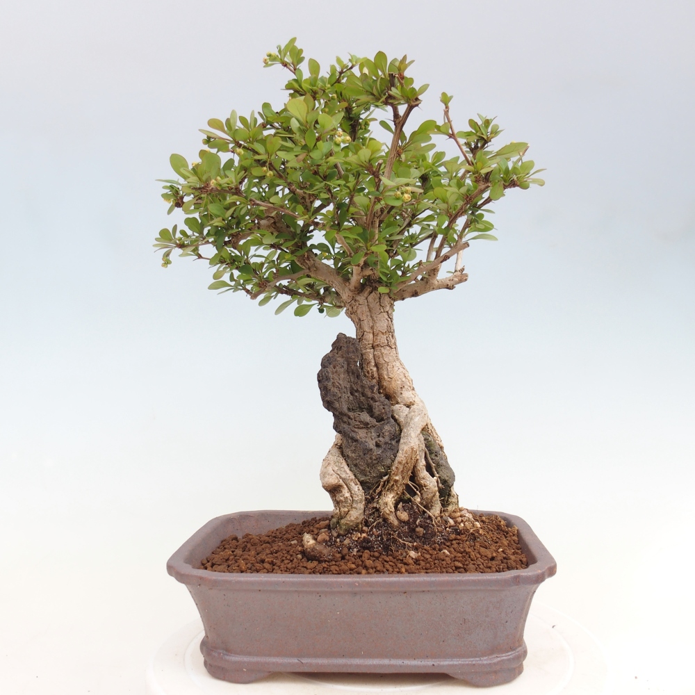 Bonsai zewnętrzne - Berberis coreana