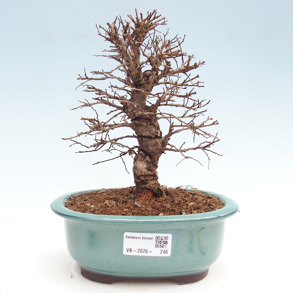 Bonsai zewnętrzne - Zelkova - Zelkova NIRE