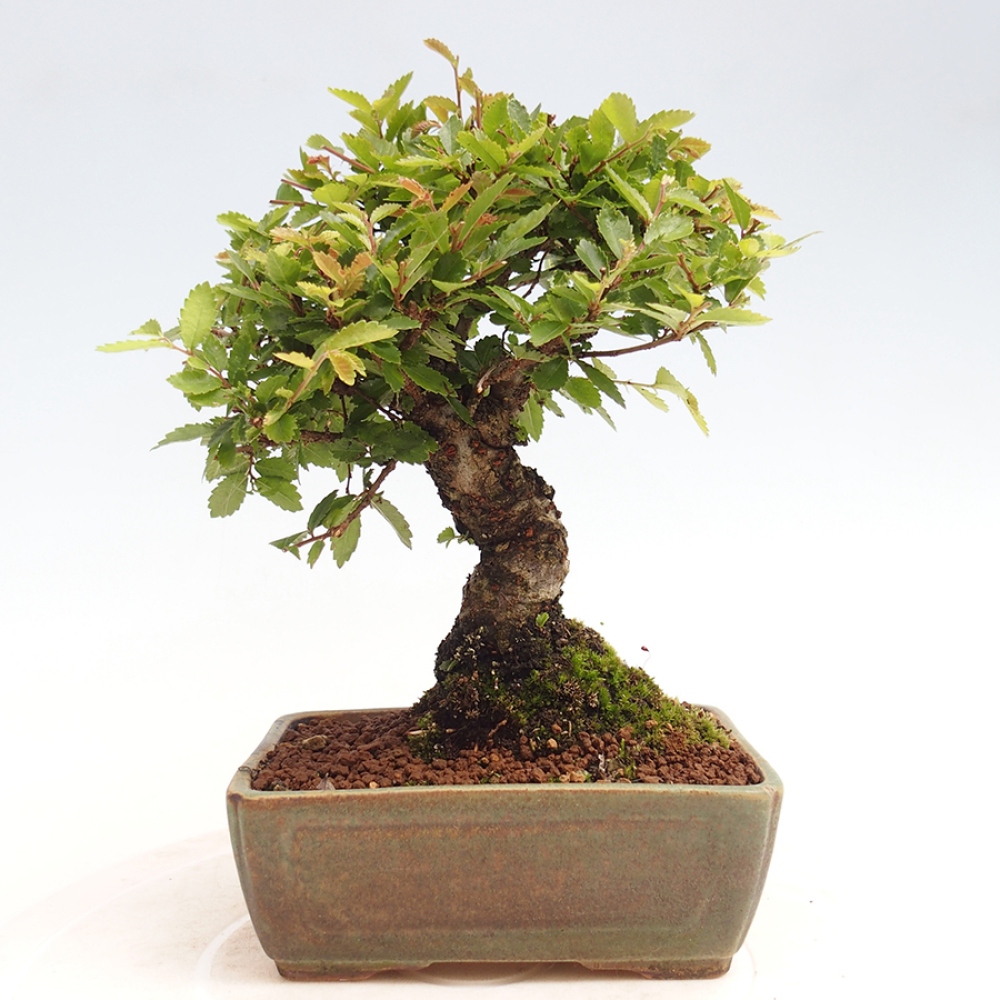 Outdoor bonsai - Zelkova - Zelkova NIRE