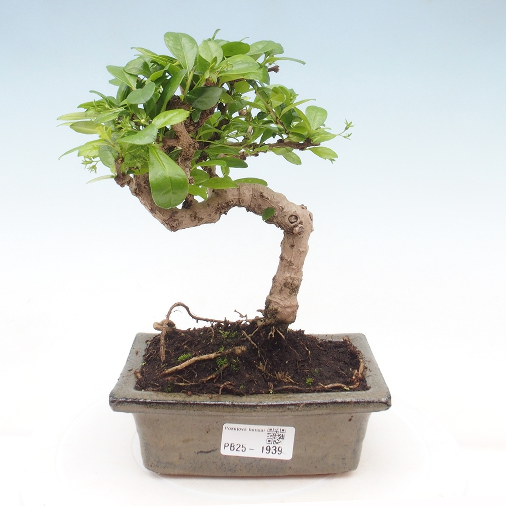Bonsai wewnętrzne - Carmona makrophylla - Herbata Fuki