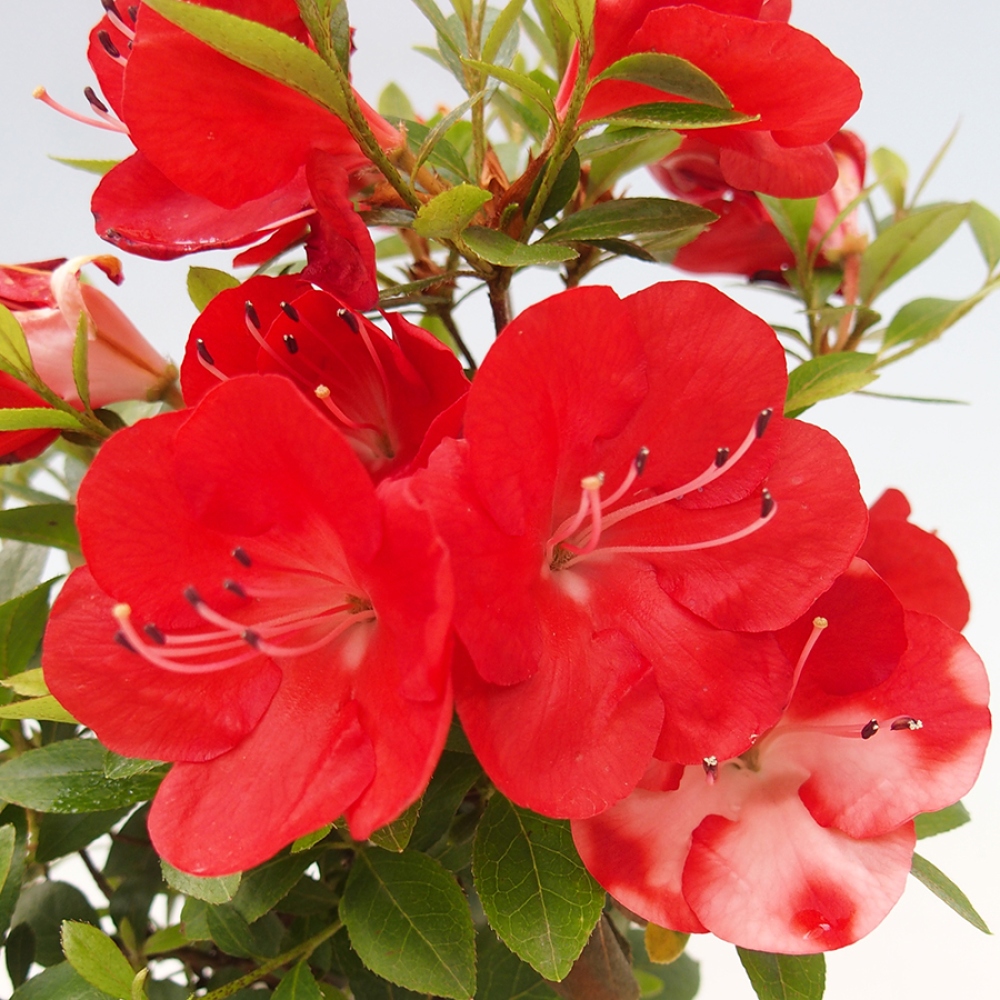 Bonsai zewnętrzne - Azalia japońska - Azalia Benibeni