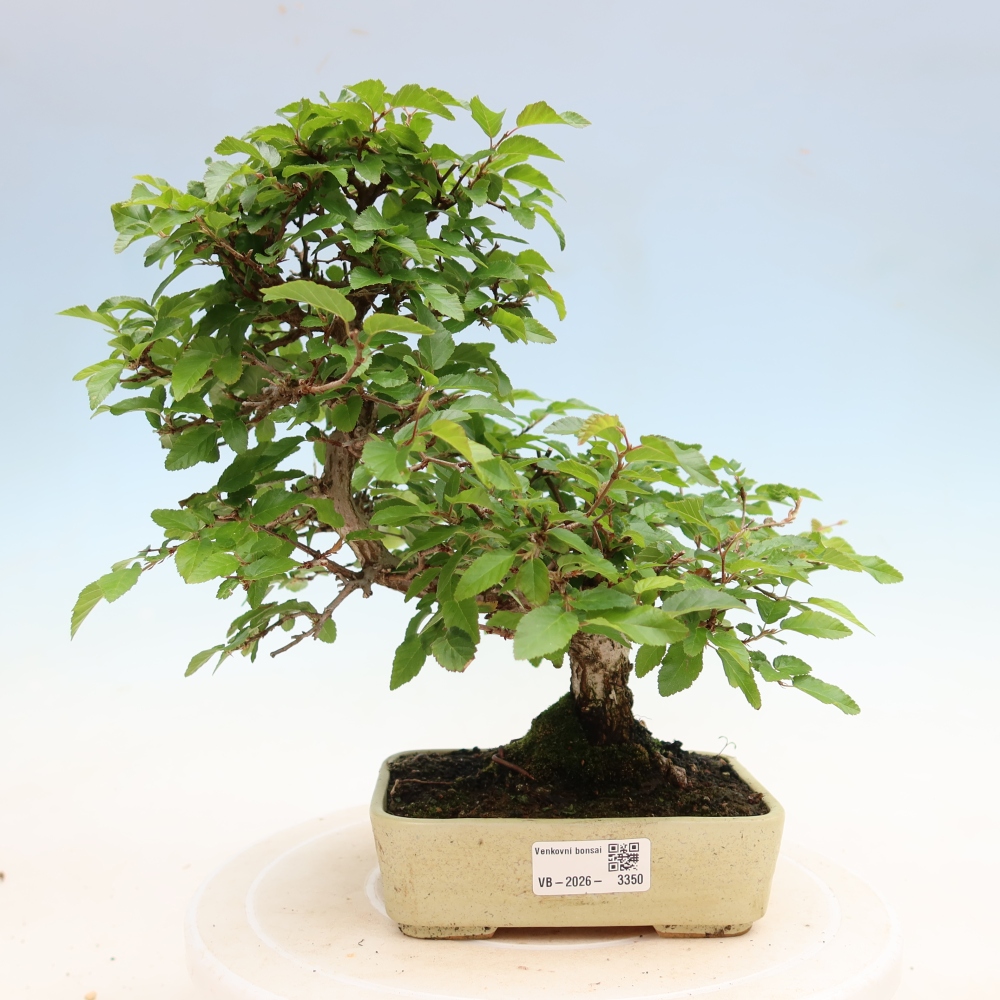 Outdoor bonsai - Carpinus coreana - grab koreański