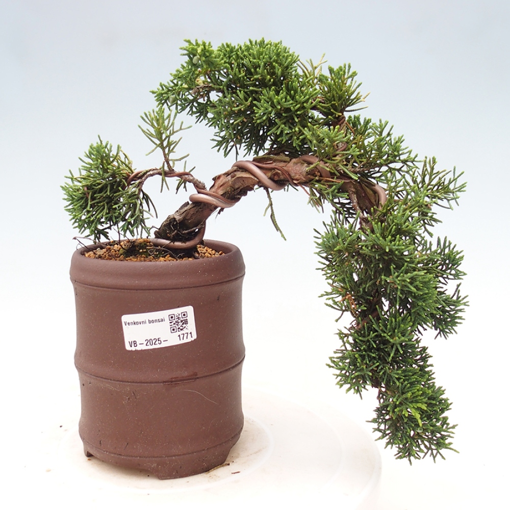 Bonsai zewnętrzne - Juniperus chinensis Kishu - Jałowiec chiński