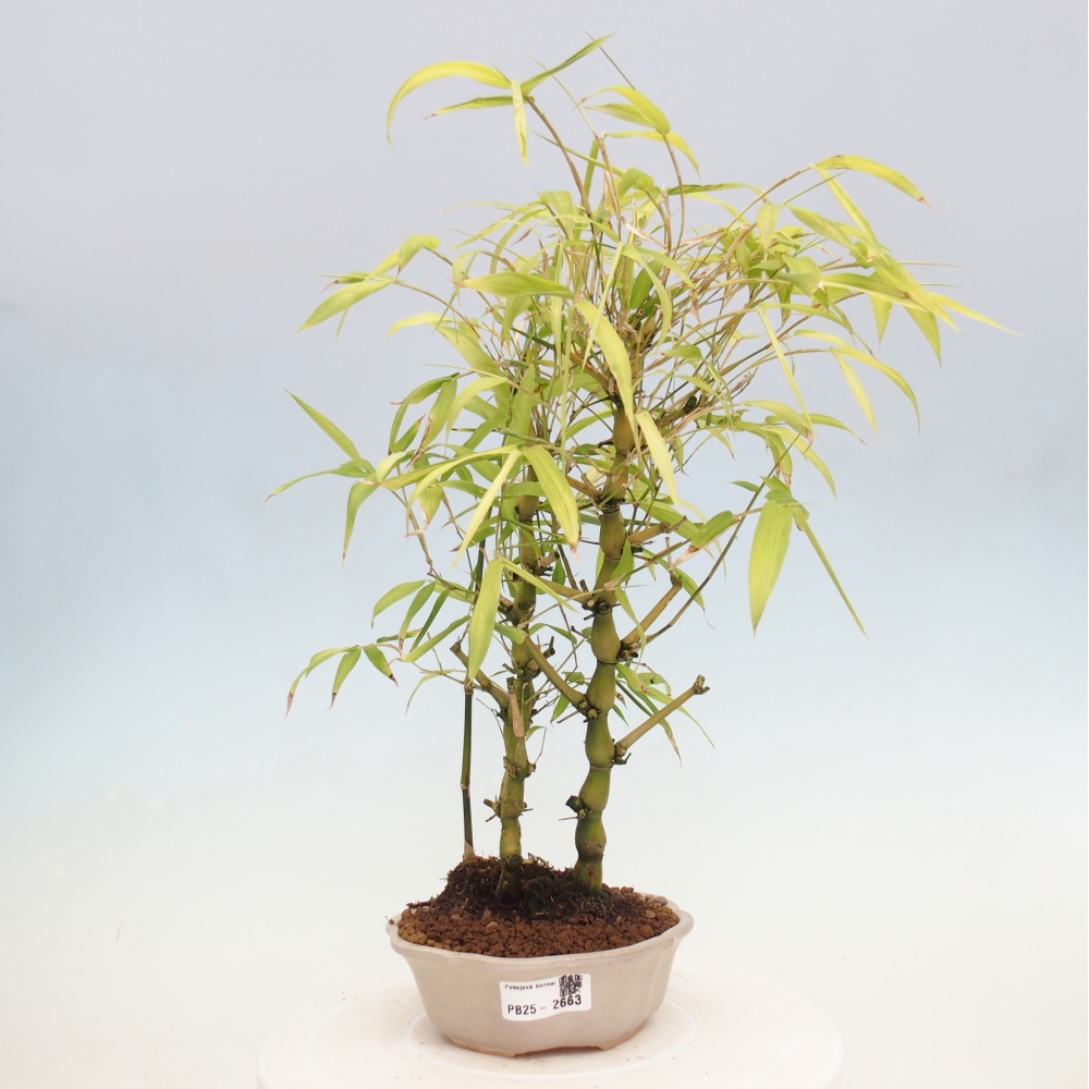 Bonsai wewnętrzne - Bambusowy Budda - Brzuch Bambusowego Buddy